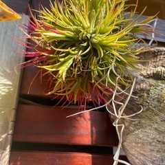 イオナンタボール・チランジアの画像