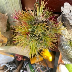 イオナンタボール・チランジアの画像