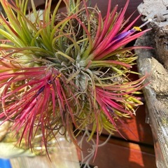 イオナンタボール・チランジアの画像