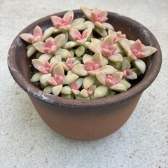 多肉植物・桜牡丹の画像