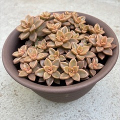 多肉・ブロンズ姫の画像