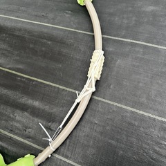 ジャンパルー（ベビージャンパー）
の画像