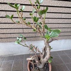 金の成る木　カネノナルキ　2つセットの画像