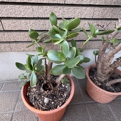 金の成る木　カネノナルキ　2つセットの画像