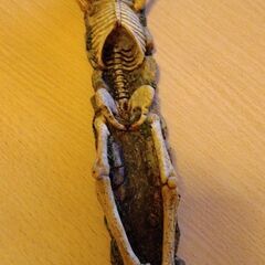 骸骨　お香立て　ドクロの画像