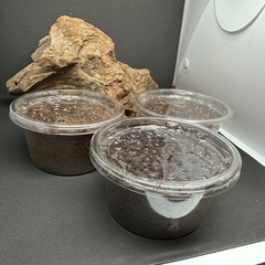 クワガタ【早いもの勝ち❗️】　パラワンオオヒラタクワガタ幼虫×3 （クワガタ　カブトムシ専門）の画像