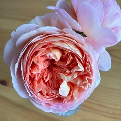 イングリッシュローズ アブラハムダービー挿し木大苗 7号鉢の画像