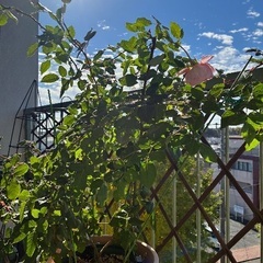 イングリッシュローズ アブラハムダービー挿し木大苗 7号鉢の画像