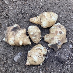 花粉症対策に！採れたてキクイモ！の画像