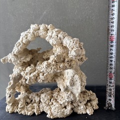 ①【一点もの】30cm人工ライブロック♪の画像