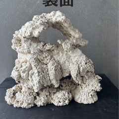 ①【一点もの】30cm人工ライブロック♪の画像