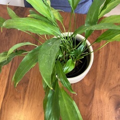 観葉植物の画像