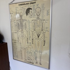 キネシオロジーチャートの画像