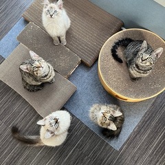 5兄弟の里親様を探しています