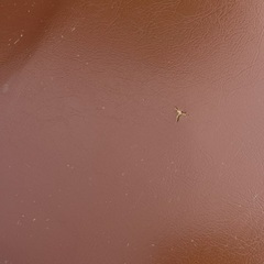 コクヨ パイプチェア 折りたたみイス ４個セットの画像