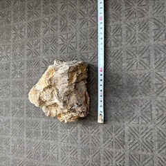 龍王石 7個/木化石？ 1個の画像