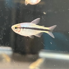 インペリアルラピステトラ　ブリード10匹セットの画像