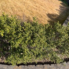 つげの木
の画像