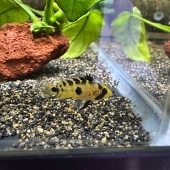 Ap.ロシタエWILDのF1若魚ペア____20251211の画像