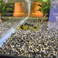 Ap.ロシタエWILDのF1若魚ペア____20251211の画像