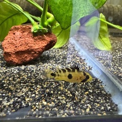 Ap.ロシタエWILDのF1若魚ペア____20251211の画像