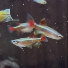 ロングフィンカージナルアカヒレの画像