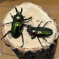 ニジイロクワガタ ペア の画像