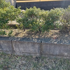 つげの木
の画像