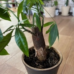 観葉植物　パキラ　300円の画像