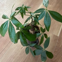 観葉植物　パキラ　300円の画像