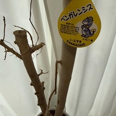 観葉植物　ベンガレンシスの画像