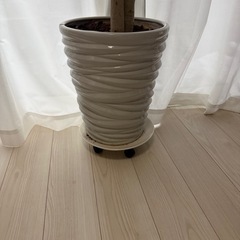 観葉植物　ベンガレンシスの画像