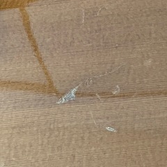 (取りに来られる方限定)モーリス１２弦エレアコの画像