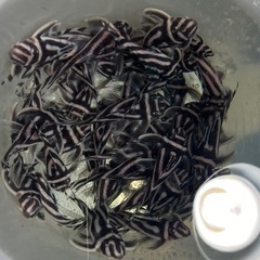 🎯くじ引きの案内有り😊インペリアルゼブラプレコ 複数🈹有りの画像