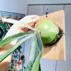 【ビカクシダ】ネザーランド（コウモリラン）水苔・板・S字フック付きの画像