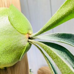 【ビカクシダ】ネザーランド（コウモリラン）水苔・板・S字フック付きの画像