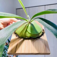 【ビカクシダ】ネザーランド（コウモリラン）水苔・板・S字フック付きの画像