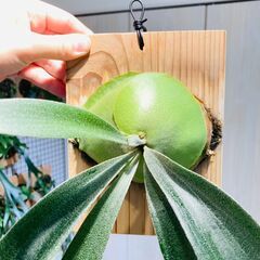 【ビカクシダ】ネザーランド（コウモリラン）水苔・板・S字フック付きの画像