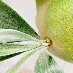 【ビカクシダ】ネザーランド（コウモリラン）水苔・板・S字フック付きの画像