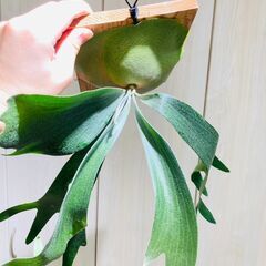 【ビカクシダ】ネザーランド（コウモリラン）水苔・板・S字フック付きの画像