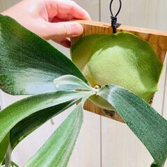 【ビカクシダ】ネザーランド（コウモリラン）水苔・板・S字フック付きの画像