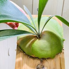 【ビカクシダ】ネザーランド（コウモリラン）水苔・板・S字フック付きの画像