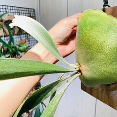 【ビカクシダ】ネザーランド（コウモリラン）水苔・板・S字フック付きの画像