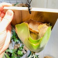 【ビカクシダ】ネザーランド（コウモリラン）水苔・板・S字フック付きの画像