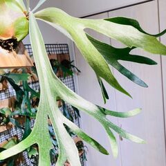 【ビカクシダ】ネザーランド（コウモリラン）水苔・板・S字フック付きの画像