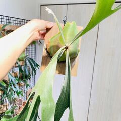 【ビカクシダ】ネザーランド（コウモリラン）水苔・板・S字フック付きの画像