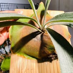 【ビカクシダ】ネザーランド（コウモリラン）水苔・板・S字フック付きの画像