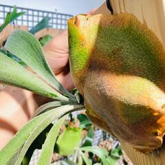 【ビカクシダ】ネザーランド（コウモリラン）水苔・板・S字フック付きの画像