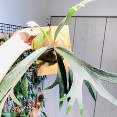 【ビカクシダ】ネザーランド（コウモリラン）水苔・板・S字フック付きの画像