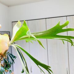 【ビカクシダ】ネザーランド（コウモリラン）水苔・板・S字フック付きの画像